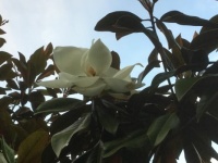 Huge magnolia blossom