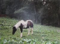 Ghost mist above horse. I took this photo myself.