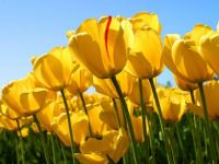 Time for tulips