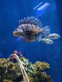 Lionfish at the Indianapolis Zoo