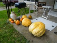 my pumpkins