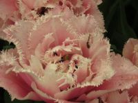 Pink feather tulip