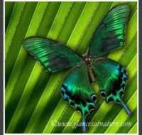Iridescent_Green_Butterfly