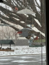 Yesterday was a busy day at the feeders :)