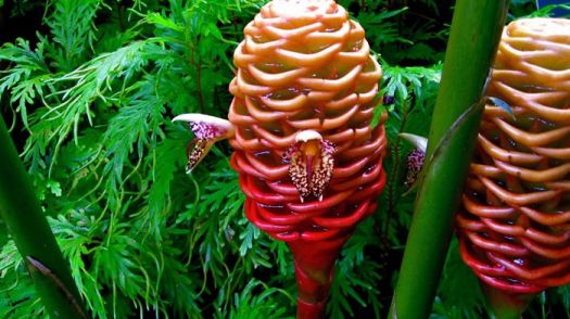 'Beehive Ginger Plant' of SE Asia..