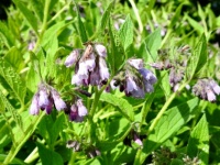 Common Comfrey