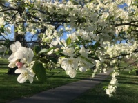 Spring at Willmore Park