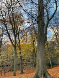 Epping Forest