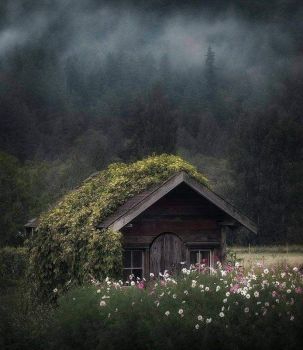 Cabin in the wilderness