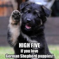 High Five Me If You Love German Shepherd Puppies!