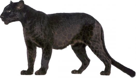 black leopard speed
