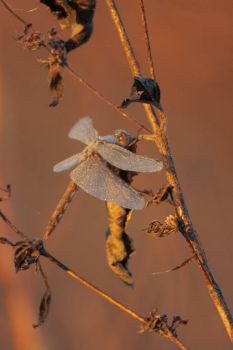 089 Variegated Meadowhawk by Greg Lavaty