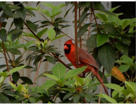 You can count on a Cardinal for color !