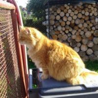 Max guards the entrance gate to his garden ☺