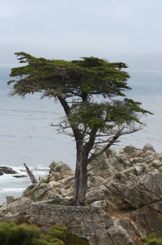 Lone Cypress Tree