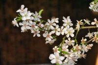 Spring (Prunus Avium)