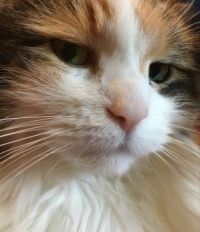 Queen Floof