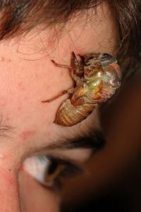 A CICADA MOLTING ON A BOYS FOREHEAD "CAN YOU SAY ICK?"...