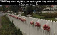Apples available