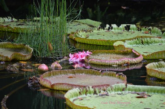 Solve Lily Pads Bok Tower Gardens Lake Wales Fl Jigsaw Puzzle