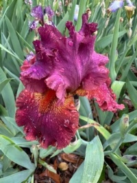 Veronica's First Iris