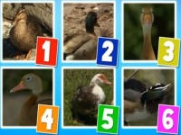 six ducks