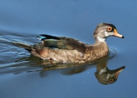 Wood Duck (Immature Male), Santee Lakes, Santee, California