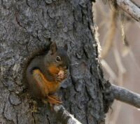 Douglas Squirrel