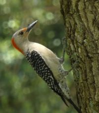 Red-bellied woodpecker