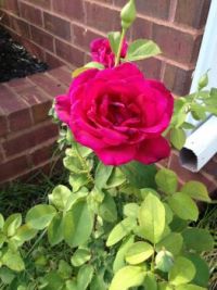 MY BEAUITFUL ROSE