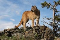Puma  -  Mountain Lion