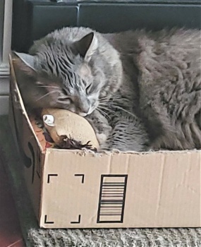 Greyson:  Enjoying his nap in one of his favourite boxes.