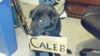 Poor Caleb
