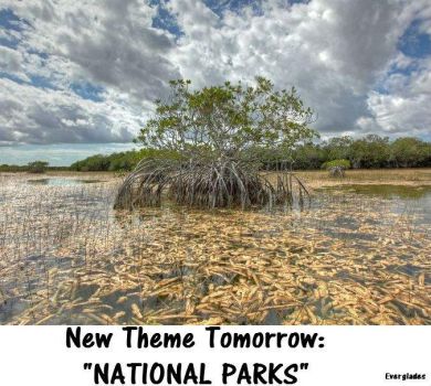 New Theme Tomorrow:  "NATIONAL PARKS"   The Everglades, here in Florida.  I've been there several times.
