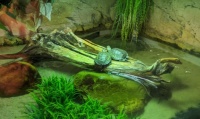 Little turtles just chilling out.