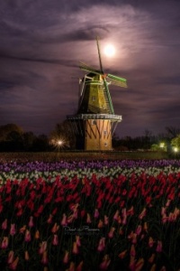 De Zwaan the Windmill in Holland,MI