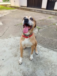 Happy dog - Megi