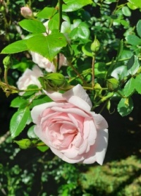 Rose 'New Dawn'