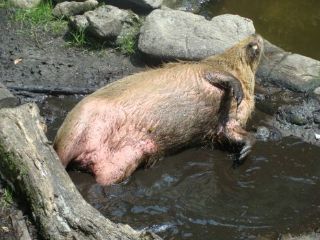 it doesn't get any better than this. It is a Capybara