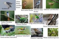 China Birds 2