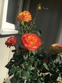 One bush - three shades.