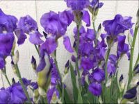 Violet Bearded Iris