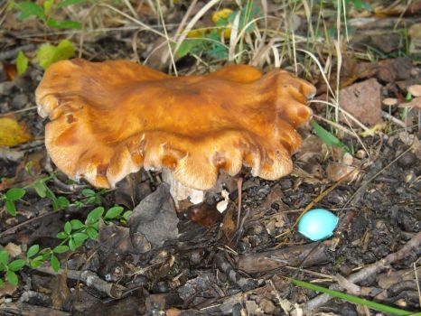 Giant Ruffled Edge Mushroom