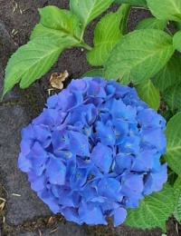 Royal Blue Hydrangea   🇨🇦