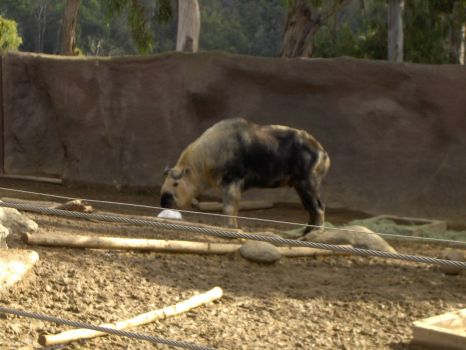 AT THE ZOO