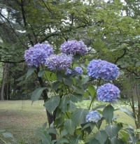 Hydrangeas