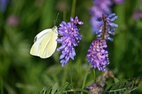 Cabbage Butterfly 0039 (resizable from 12 - 600 pieces)