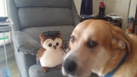 Sammy and Owlie