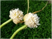 Garlic inflorescence   -   Květenství česneku paličáku