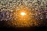 Flock of Starlings in Romania